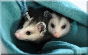 opossum_babies